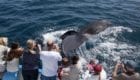 yacht party rental, yacht party rentals, rent a yacht for a party, how much does it cost to rent a yacht for a party, party yacht rental, boat party rental, yacht party, rent a party yacht, birthday party on a boat, rent yacht for a party, party boat rental, yacht rental, party boat rentals near me, boat rental, boat party rental, luxury yacht, charter boat, rent a boat, rent a party boat, pontoon rentals in san diego, yacht rentals in san diego, rent yacht in san diego, rent boat in san diego harbor, can you rent boats in san diego, which rent boats in san diego, rent boat in san diego, rent a party boat in san diego, boat rental san diego pacific beach, boat rental san diego cheap, boat rental san diego with captain, boat rental san diego county, boat rental san diego with driver, boats in san diego for rent, how much to rent a boat in san diego, rent a small boat in san diego, pacific boat rentals san diego ca, boat rentals overnight, boat rentals at mission bay in san diego, can you rent a boat obernight in san diego, how much does it cost to rent a boat in san diego, how much is it to ret a boat in san diego, rental boats in san diego, where can i rent a boat in san diego, how to rent a yacht in san diego, where to rent boats in san diego, where to rent a boat in san diego, we yacht it party chart, yacht it party yacht rentals, for the perfect yacht charter, boat renting, boat rental san diego, san diego boat rentals, boats for rent san diego, party boat rentals san diego mission bay, boat rentals mission bay, party boat rentals, boat rentals mission bay, boat rentals in san diego ca, mai tai yacht charters san diego, rent a yacht in san diego ca, best yacht rentals in san diego ca, best boat rentals in san diego, cheap boat rentals in san diego, boat rentals in san diego california, boat rentals san diego mission bay, yacht rental san diego prices, cheap yacht rental san diego, yacht rental san diego cost, party boat rental san diego mission bay, san diego yacht, yacht vacation rentals san diego, boat rental- san diego group on, how to rent a boat in san diego, how to rent a boat for party in san diego, how to rent a boat in mission bay snan diego, how much does it cost to rent a yacht in San Diego, How much is it to rent a yacht for a night in San Diego, How much does it cost to rent a private yacht for a day, How much does it cost to rent a small yacht, Mai tai yacht charters, Private yacht charter san diego, San diego yacht charter, Yacht charters san diego, Boat charters san diego, San diego boat charter, San diego yacht rental, San diego bay tour, Sun diego charter, San diego yacht rental, Yacht rentals san diego, Booze cruise san diego, San diego booze cruise, Rent a yacht san diego, San diego yacht rentals, San Diego Private Fishing Boats, San Diego Sunset Cruise, San Diego Dinner Cruise, Catalina Yacht Charters, Catalina Snorkeling, Catalina Live Aboard, San Diego Yacht Charters, San Diego Booze Cruise, San Diego Boat Charters, San Diego Fishing Charters, San Diego Sunset Cruise, San Diego Private Yachts, Bachelorette Party San Diego, Bachelorette Boat Cruise San Diego, San Diego Bachelorette Party, Bachelorette Boat party, San Diego Boat Party, Bachelorette Cruise, San Diego Dinner Cruise, San Diego Sunset Sail